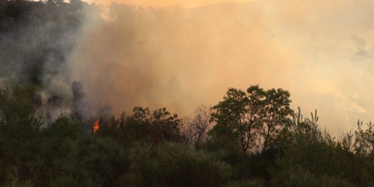 EU Activates Copernicus as Latakia Wildfires Burn for Eighth Day