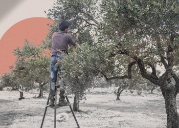 After War and Drought, Idlib’s Olive Groves Begin to Heal