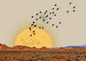 Syrian Desert Migration Season: Birds, Hunters, and Conservation Challenges