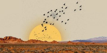 Syrian Desert Migration Season: Birds, Hunters, and Conservation Challenges