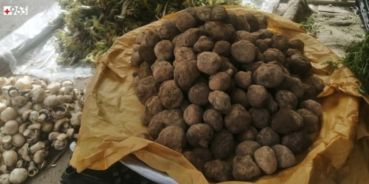 عشرات القتلى والجرحى من جامعي الكمأة في سوريا خلال شهر 