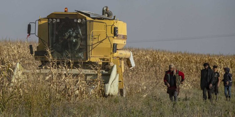 الفاو: ارتفاع مؤشِّر أسعار الغذاء العالمي في مارس