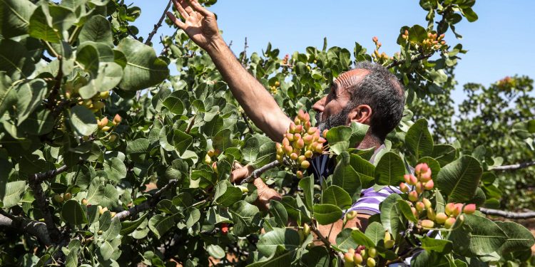 أضرار بالمحاصيل الزراعية نتيجة حبات البَرَد غرب سوريا