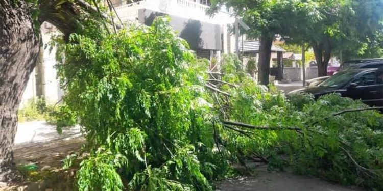 سقوط أشجار جرّاء عاصفة هوائية في طرطوس 