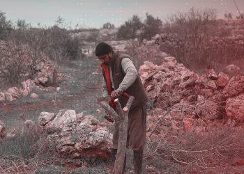 في ريف إدلب.. تبدأ شجرة محلب وتنتهي شجرة كرز