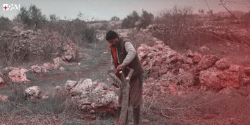 في ريف إدلب.. تبدأ شجرة محلب وتنتهي شجرة كرز