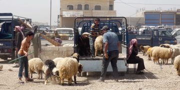 في شمال سوريا.. “الأضحى” لمن استطاع إليه سبيلاً!