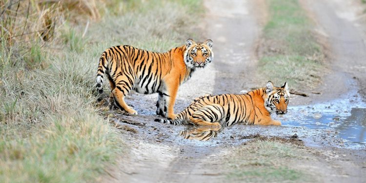 “طفرة عكسية”.. أعداد النمور تتزايد في تايلاند مخالفة