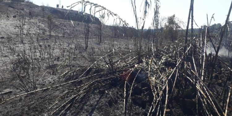 حريق يتلف 60 دونماً من الأشجار في ريف اللاذقية