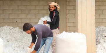 “الإدارة الذاتية” تحدد سعر شراء محصول القطن