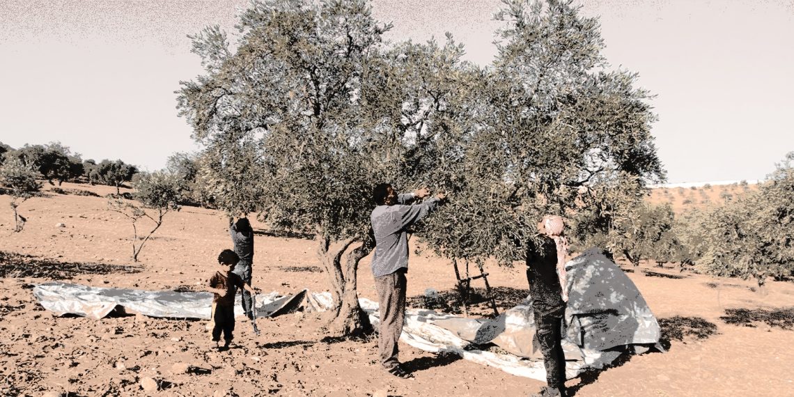 زيتون إدلب: أجرٌ زهيد لا يعوض التعب والمتاعب