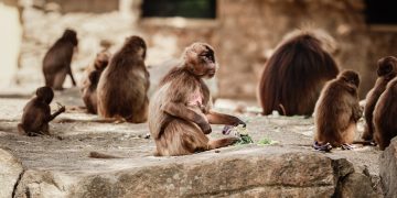 على طريقة الأفلام… هروب 40 قرداً في أميركا