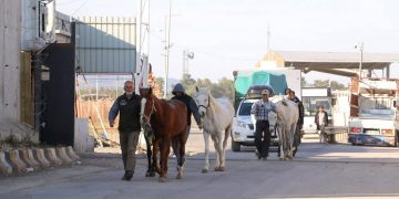 على ظهور جياد.. حجاج إسبان يصلون سوريا في طريقهم إلى مكة