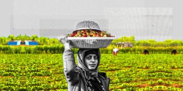 قطاف الفريز.. موسم واعد يواجه صعوبات التسويق