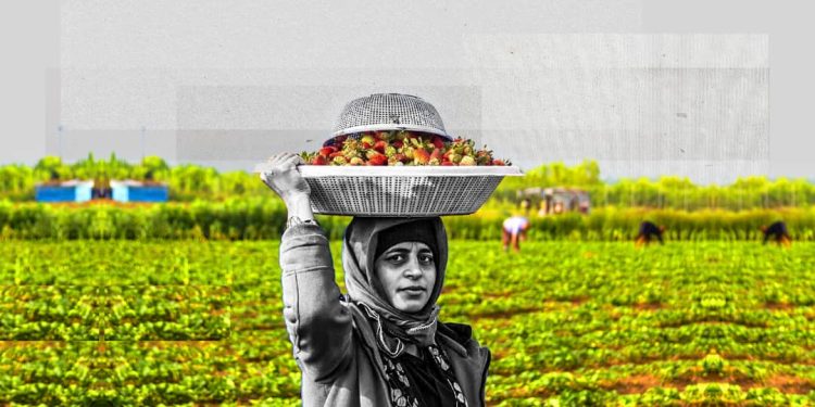 قطاف الفريز.. موسم واعد يواجه صعوبات التسويق