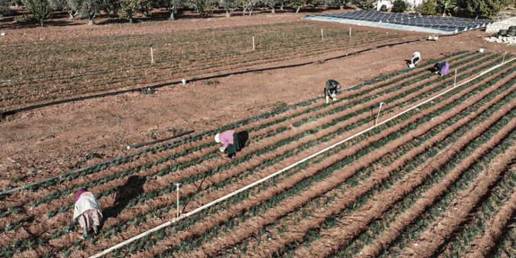 ما بعد رفع العقوبات عن سوريا.. الاستثمار الزراعي والأمن الغذائي