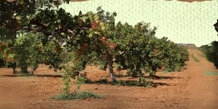 الفستق الحلبي.. بين ضعف الإنتاج والدعم الحكومي