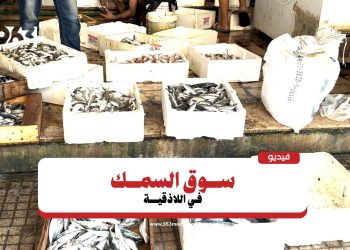 اللاذقية.. السمك في متناول الجميع