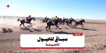 72 خيلاً في منافسات مهرجان الجزيرة 2