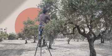 1.5 مليون شجرة مفقودة وتراجع كبير في الإنتاج.. إدلب تتحضر لأول موسم زيتون في سوريا الجديدة