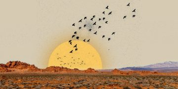 موسم الهجرة في البادية السورية.. هل تعود طيورٌ غادرتنا؟