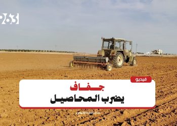 أزمة القمح البعلي في الجزيرة السورية