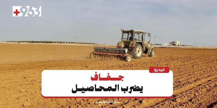 أزمة القمح البعلي في الجزيرة السورية