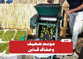 اللاذقية.. الجفاف يهدد إنتاج الزيتون