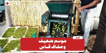 اللاذقية.. الجفاف يهدد إنتاج الزيتون