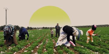 الزراعة في سوريا.. صراع من أجل البقاء والأمن الغذائي