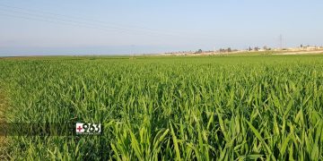 أراضٍ مزروعة بالقمح والشعير تصاب بمرض الصدأ الأصفر بريف الحسكة 