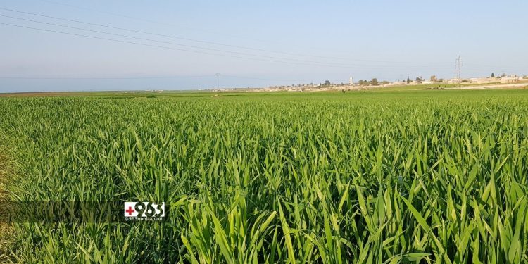 أراضٍ مزروعة بالقمح والشعير تصاب بمرض الصدأ الأصفر بريف الحسكة 