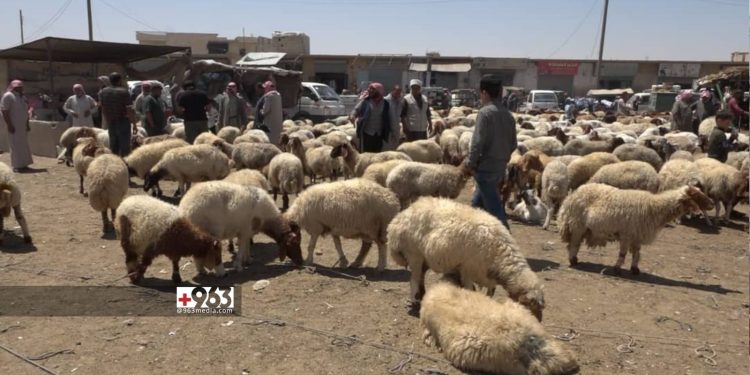 السماح بعبور مباشر للأغنام من سوريا إلى السعودية عبر الأردن 