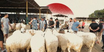 الفقراء خارج موائد العيد.. تراجع الأضاحي يحرم آلاف الأسر من اللحم