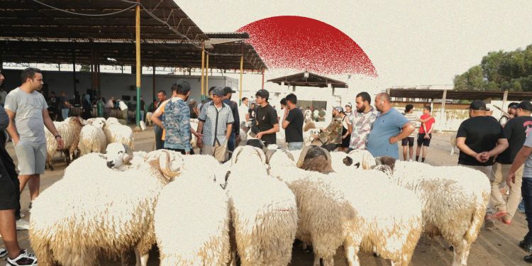 الفقراء خارج موائد العيد.. تراجع الأضاحي يحرم آلاف الأسر من اللحم