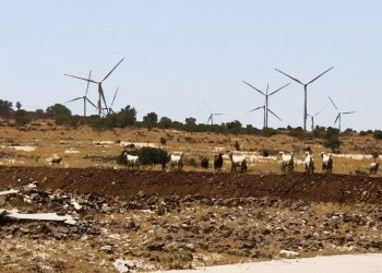 بين الاعتقال وإطلاق النار رعاة الأغنام في القنيطرة يواجهون تضييقاً متصاعداً
